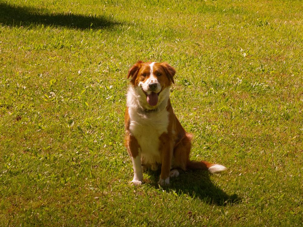 A happy dog sitting in a clean green backyard