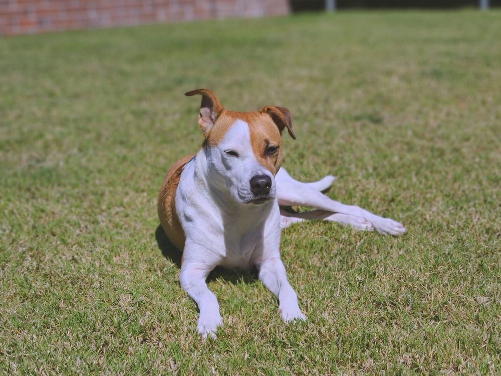 A dog resting on a clean, freshly cleared lawn